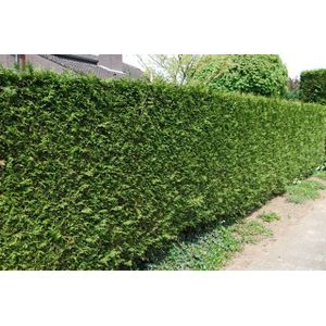 Thuja plicata 'Martin'  100 - 125 cm
