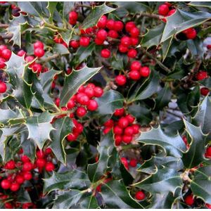 Ilex aquifolium 'Alaska'  80 - 100 cm