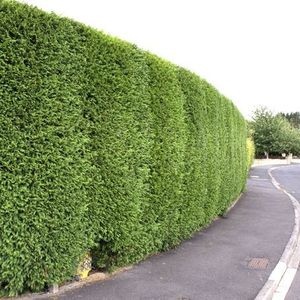 Cupressocyparis leylandii &#039;2001&#039;  150 - 175 cm
