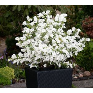 Exochorda racemosa 'Niagara'  20 - 40 cm