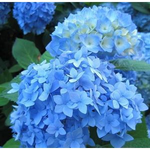 Boerenhortensia blauw-Maat L (10 - 30 cm in pot)