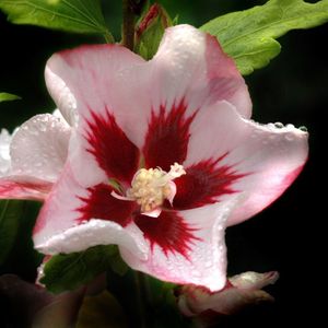 Hibiscus syriacus 'Hamabo'  20 - 40 cm