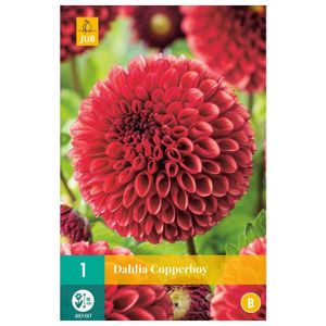 Dahlia knol Copper Boy (zakje van 1 stuk)