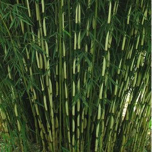 Fargesia robusta 'Pingwu'  150 - 175 cm in pot