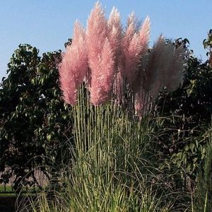 Roze pampasgras-20 - 60 cm in XXL pot (zware kwaliteit)