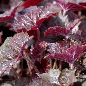 Heuchera americana 'Palace Purple' (purperklokje)  5 - 10 cm