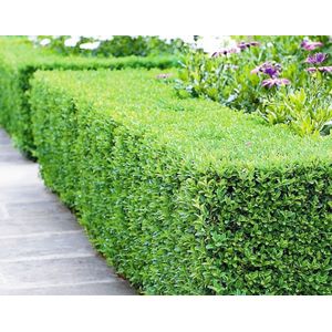 Buxushaag (Buxus sempervirens)-40 - 60 cm in pot