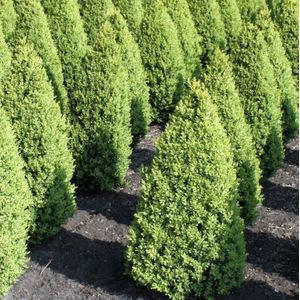 Buxus kegel  60 - 70 cm in pot