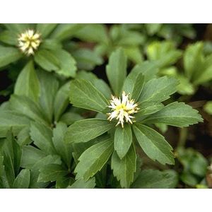 Pachysandra terminalis (Schaduwkruid)