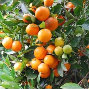 Citrus calamondin (sinaasappel)  15 cm stam