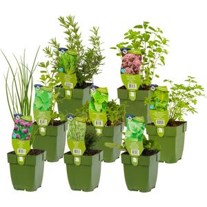 Borderpakket Herb Garden