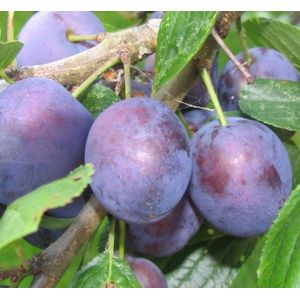 Pruimenboom 'Opal' halfstam (zelfbestuivend)