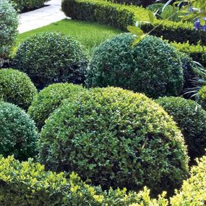 Buxus bol  50 cm in pot