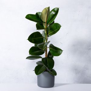 Ficus elastica ‘Robusta��’ (rubberboom)  80 - 100 cm in pot