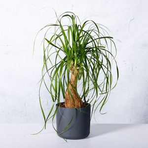 Beaucarnea 'Recurvata'  80 - 100 cm in pot