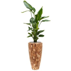 Strelitzia nicolai in Baq Facets Jenga-170 - 180