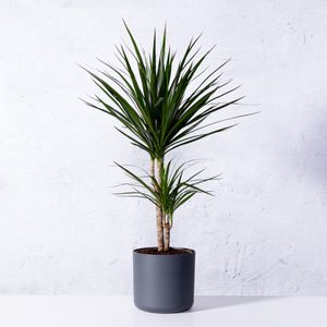 Dracaena marginata  4 stammig 120 cm, 90 cm, 60 cm en 30 cm in pot