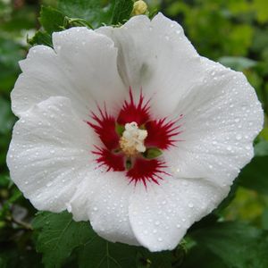 Hibiscus syriacus 'Red Heart'  20 - 40 cm