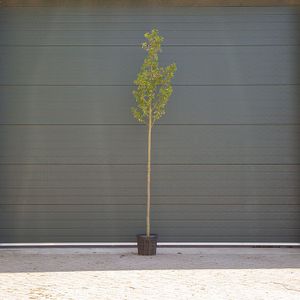 Japanse sierkers 'Umineko'  10 - 14 cm - 3 tot 4 meter