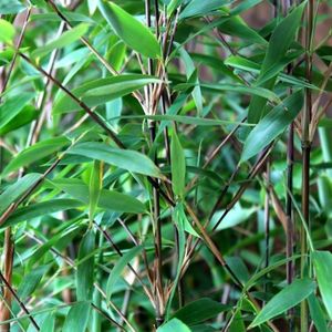 Niet woekerende bamboe 'Winter joy'-150 - 175 cm in pot