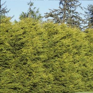Cupressocyparis leylandii &#039;Gold Rider&#039;-150 - 175 cm