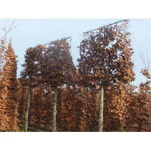 Leibeuk groen  14 - 18 cm - 2,2 meter