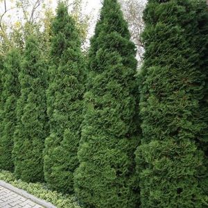 Thuja occidentalis 'Holmstrup'-150 - 175 cm