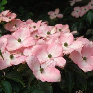 Grootbloemige Japanse kornoelje roze-40 - 60  cm in pot