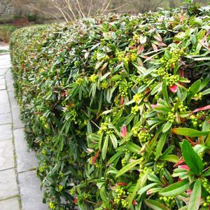 Berberis julianae  30 - 40 cm IN POT