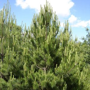 Pinus nigra 'Nigra'  60 - 80 cm