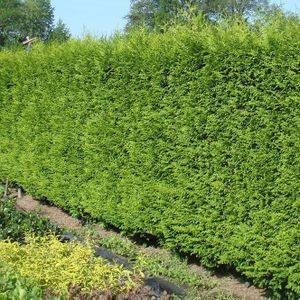 Thuja plicata 'Gelderland'  150 - 175 cm