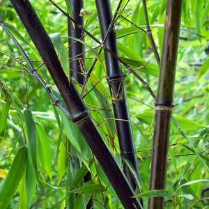 Phyllostachys nigra  80 - 100 cm in pot
