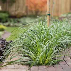 Limegroene zegge-10 - 40 cm in pot