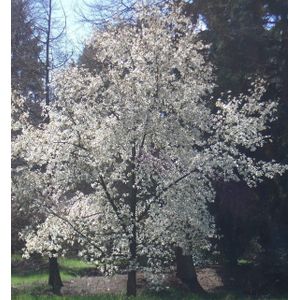 Beverboom  10 - 14 cm - 3 tot 4 meter