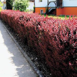 Berberis thunbergii 'Atropurpurea'  20 - 40 cm in pot