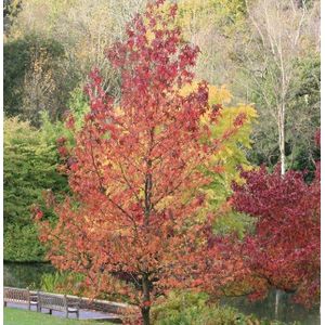 Amberboom ‘Worplesdon’  14 - 18 cm - 4 tot 5 meter