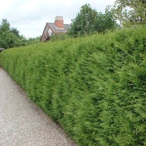 Thuja occidentalis 'Brabant'  200 - 225 cm