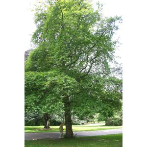 Platanus orientalis 'Digitata'  18 - 20 cm - 5 tot 6 meter