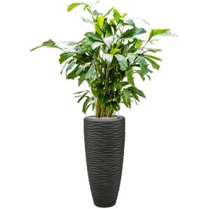 Caryota mitis in Baq Polystone Seaside-150 - 160 cm