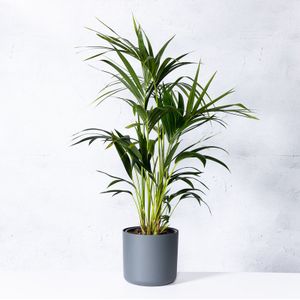 Kentiapalm  225 - 250 cm in pot