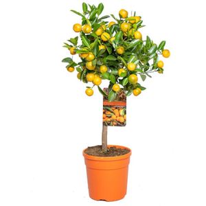 Sinaasappelboompje-20 - 40 cm
