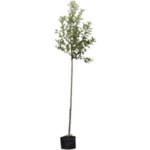 Appelboom 'Jonagold' groot-14 - 18 cm - 4 tot 5 meter