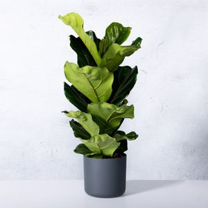 Ficus Lyrata (vioolplant)  30 - 50 cm in pot