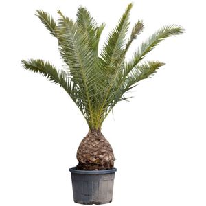Dadelpalm  100 - 125 cm