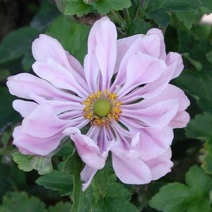 Anemone hybrida 'Köningin Charlotte'  5 - 10 cm in pot