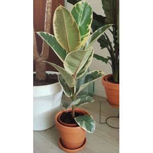Bonte rubberboom-80 - 100 cm in pot