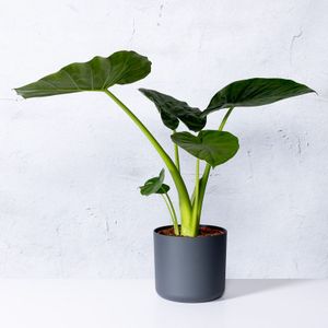 Olifantsoor-175 - 200 cm in pot
