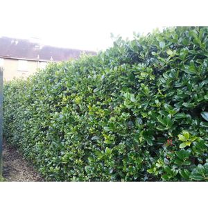 Hulsthaag (Ilex aquifolium)  40 - 60 cm