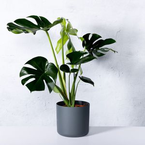 Philodendron Monstera Deliciosa (gatenplant)  20 - 40 cm in pot