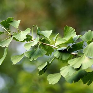 Ginkgo biloba boompje-80 - 100 cm